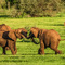 Ndarakwai Reserve, West Kilimanjaro, these Elephabts were thoroughly enjoying the new grasses